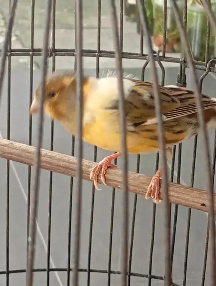 Dijual burung kenari born