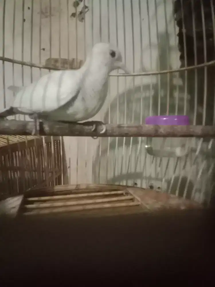 Perkutut putih lurik gacor