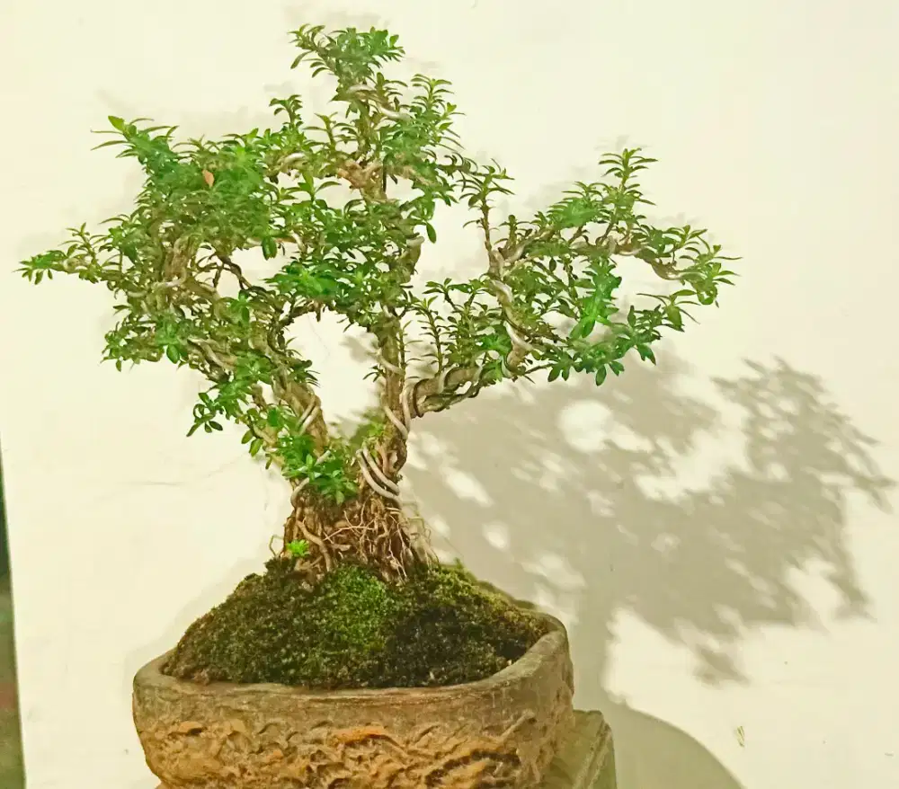 bonsai murmer indah