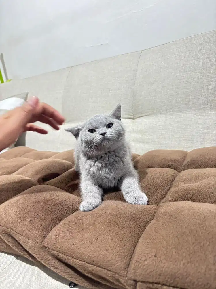 Lepas Adopsi Kucing BSH