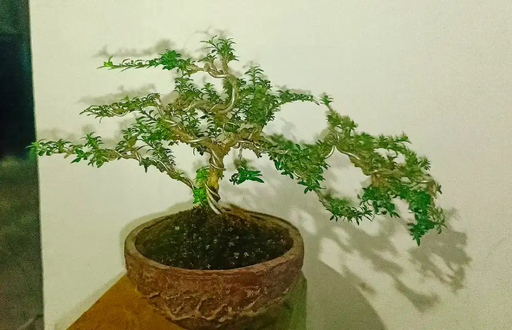 bonsai murmer unik