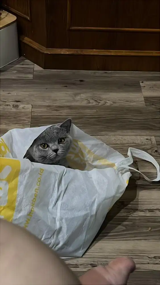 Kucing british short hair