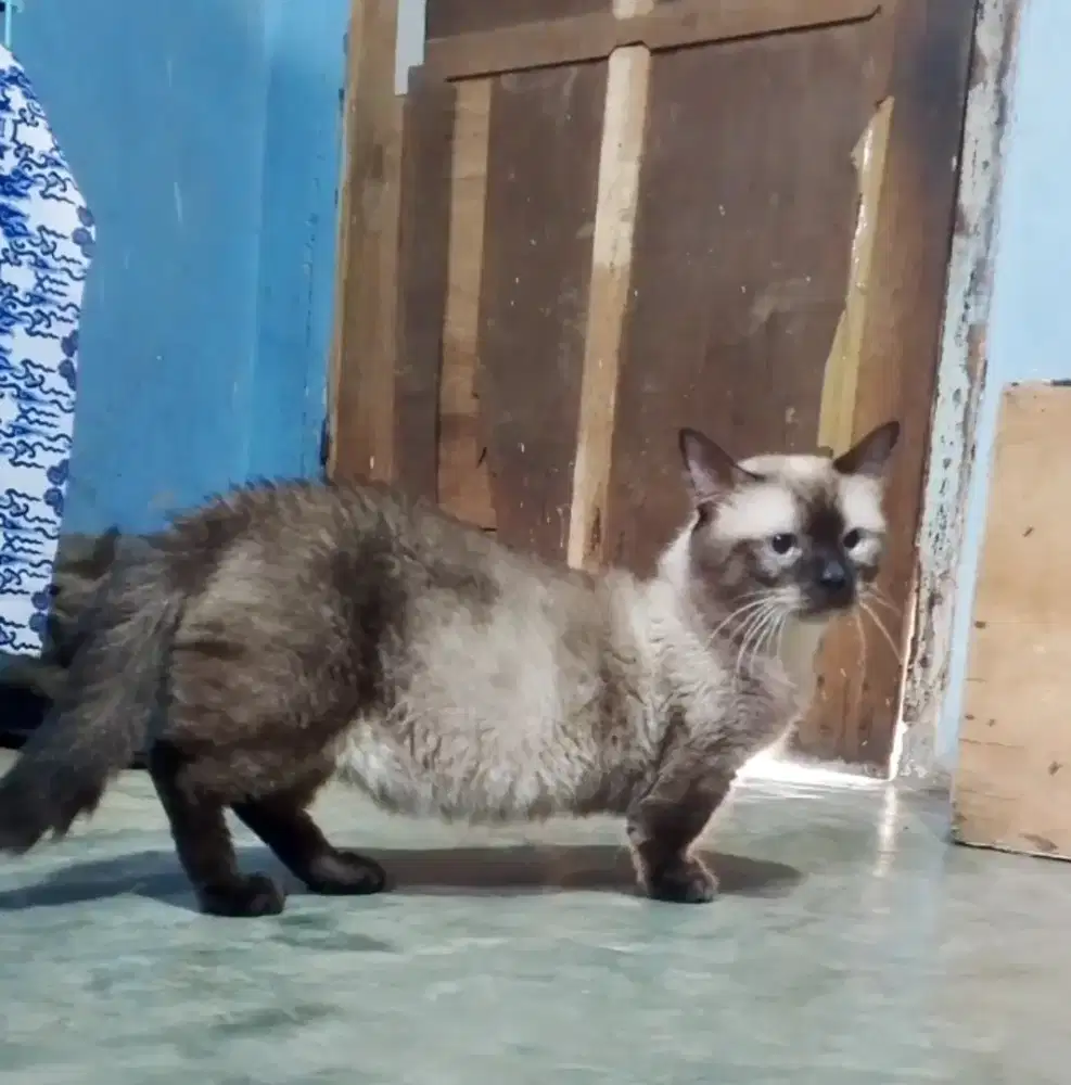 Munchkin Himalaya jago kawin no Persia Peaknose BSH