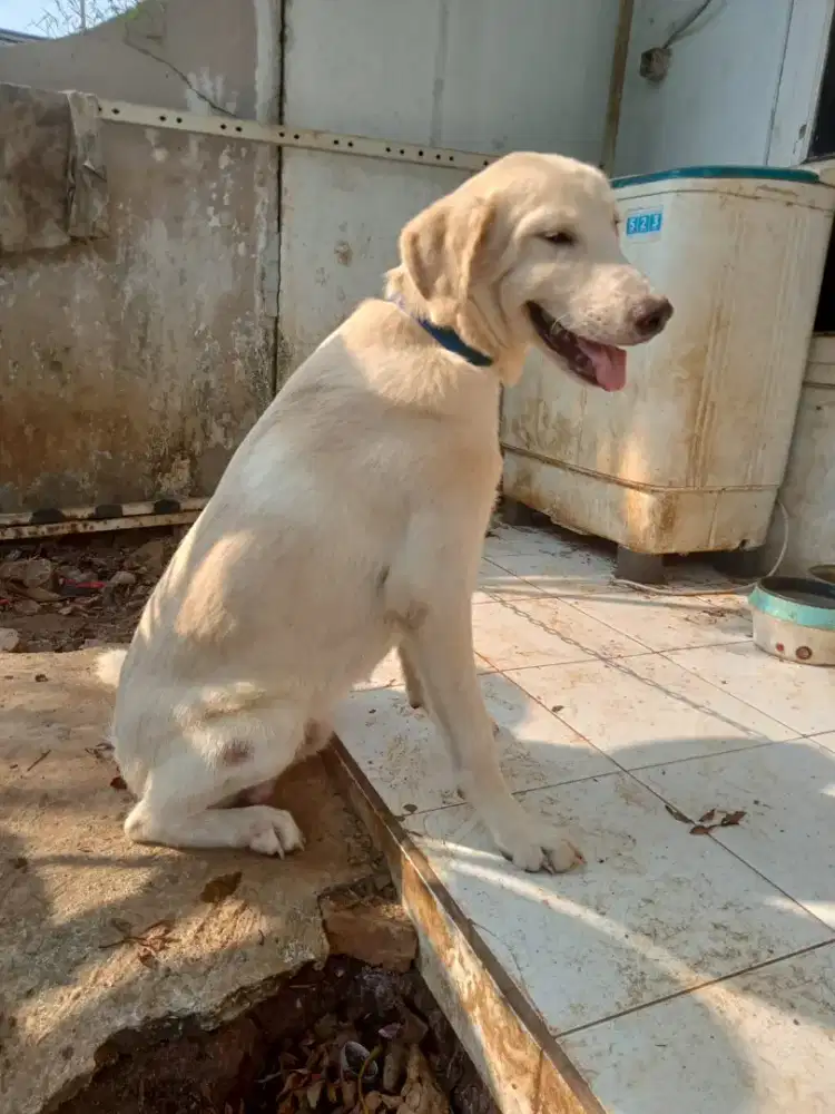 LABRADOR RETRIEVER MALE/JNTAN .7.5bln bagus sehat smart .Big Bone