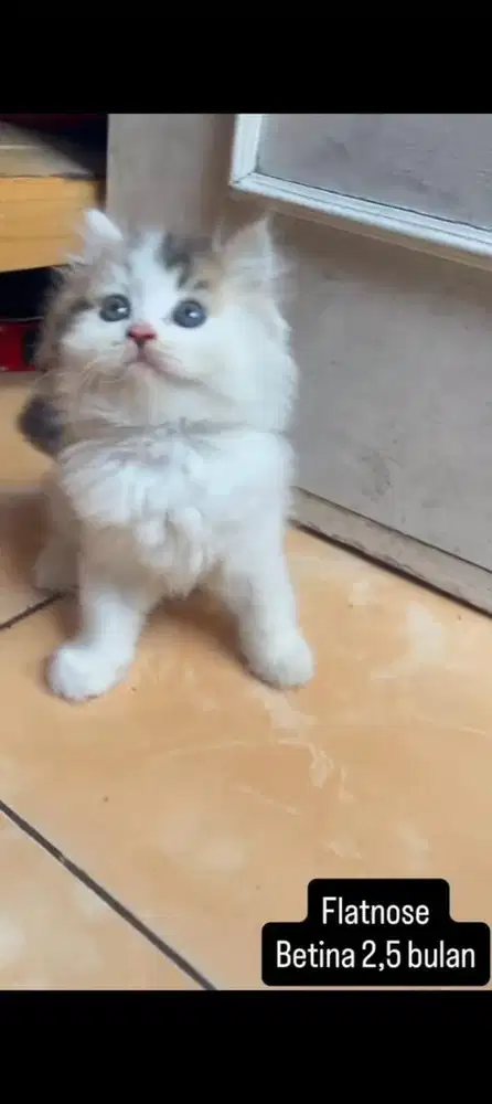 Kucing flatnose kitten