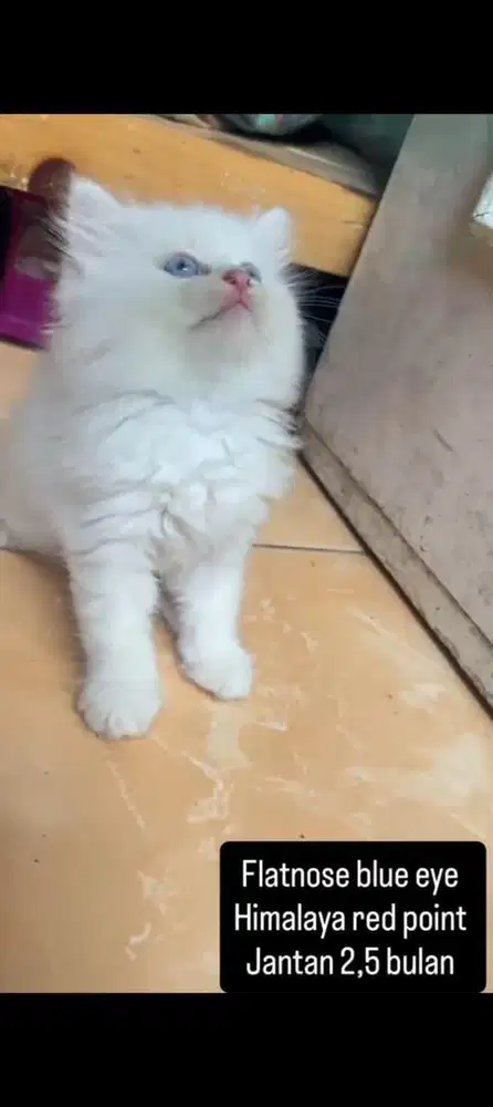Kucing flatnose kitten