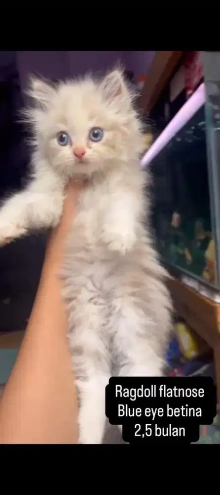 Kucing ragdoll kitten