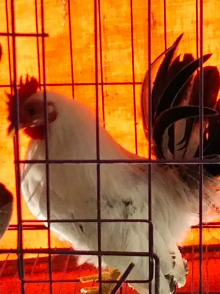 Ayam Kate cabo mulus