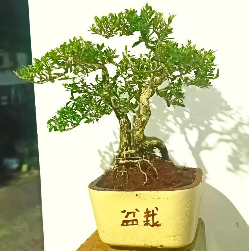 bonsai cantik serbin