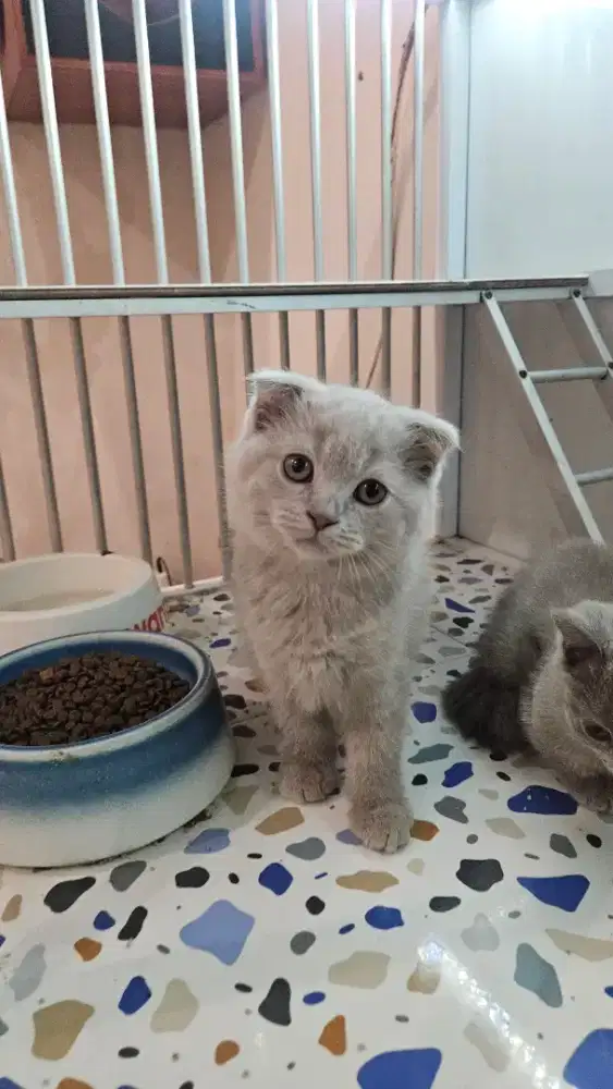 KUCING SCOTTISH FOLD X BRITISH SHORTHAIR