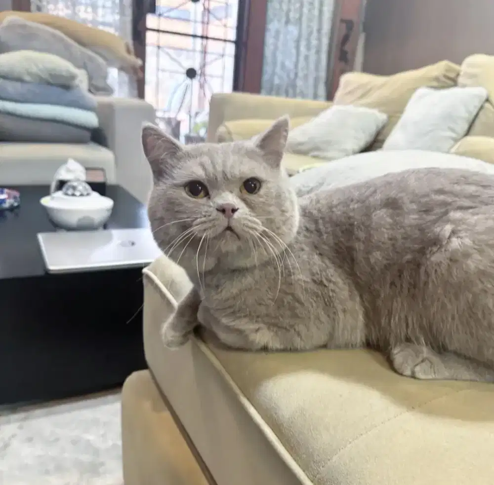 KUCING BRITISH SHORTHAIR DOUBLE PEDIGREE