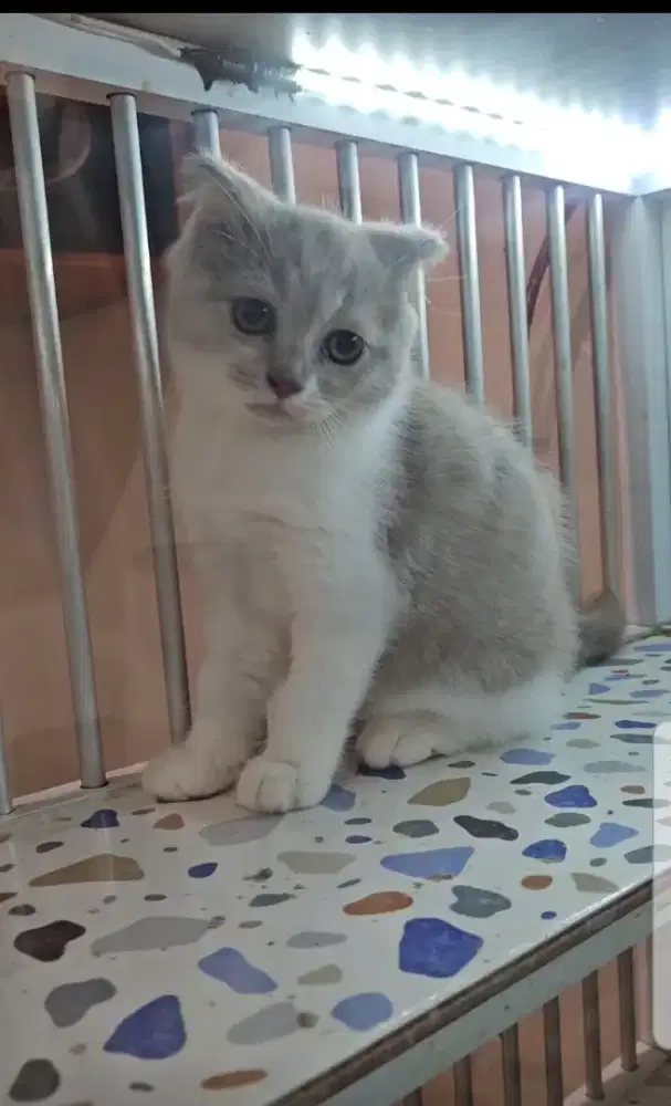 KITTEN SCOTTISH FOLD x BSH Bicolour Female