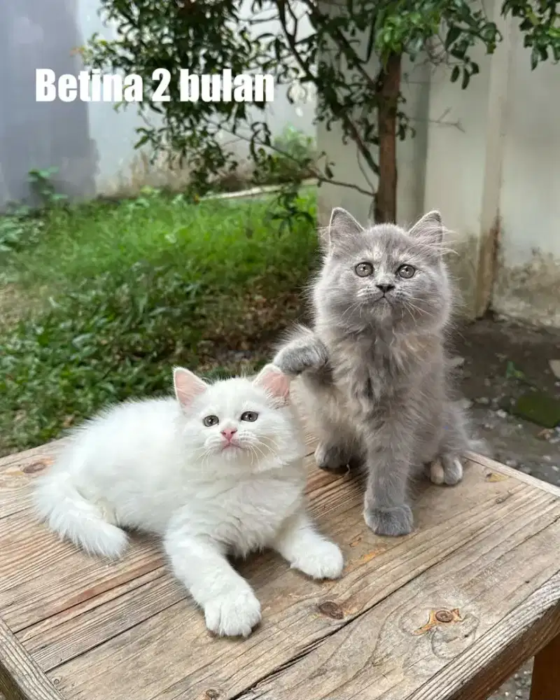 Kucing Persia Himalaya Jantan Betina Gembul