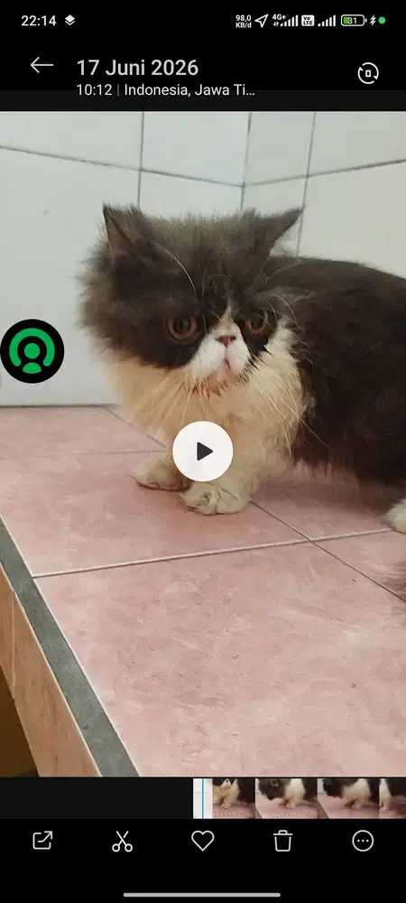 Piknos betina provent