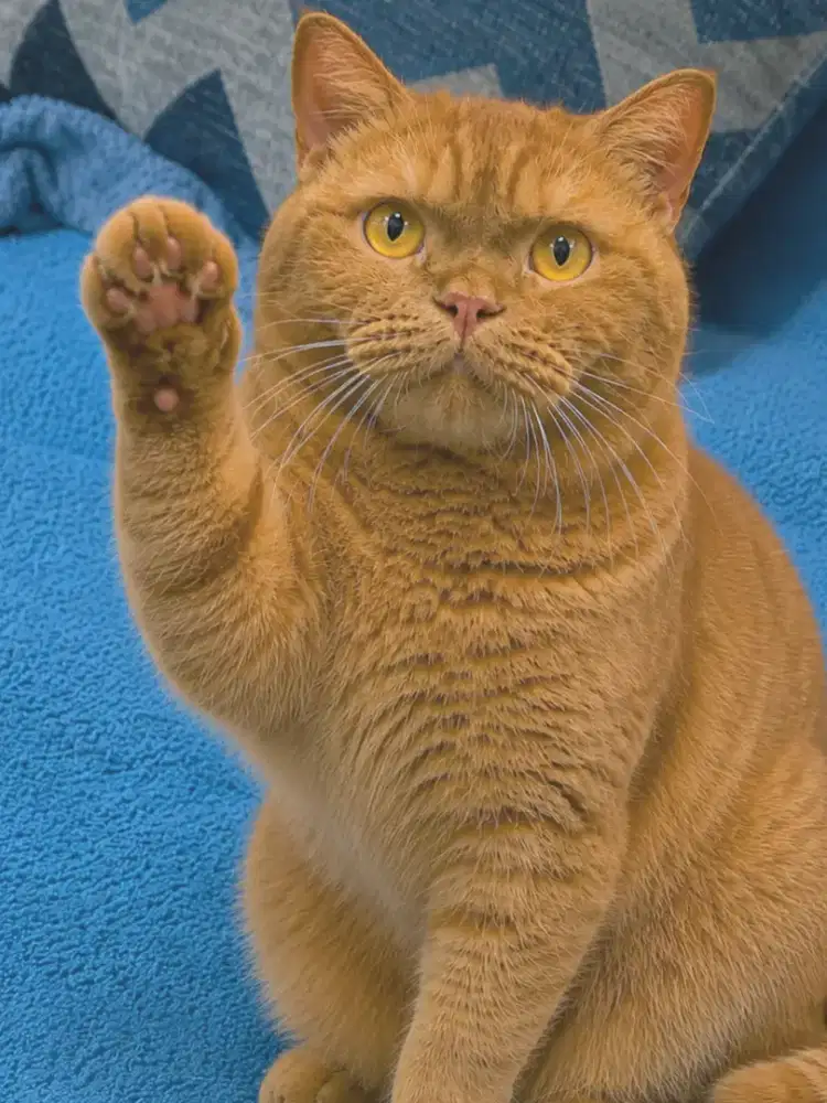 British shorthair cinamon betina 11 bulan