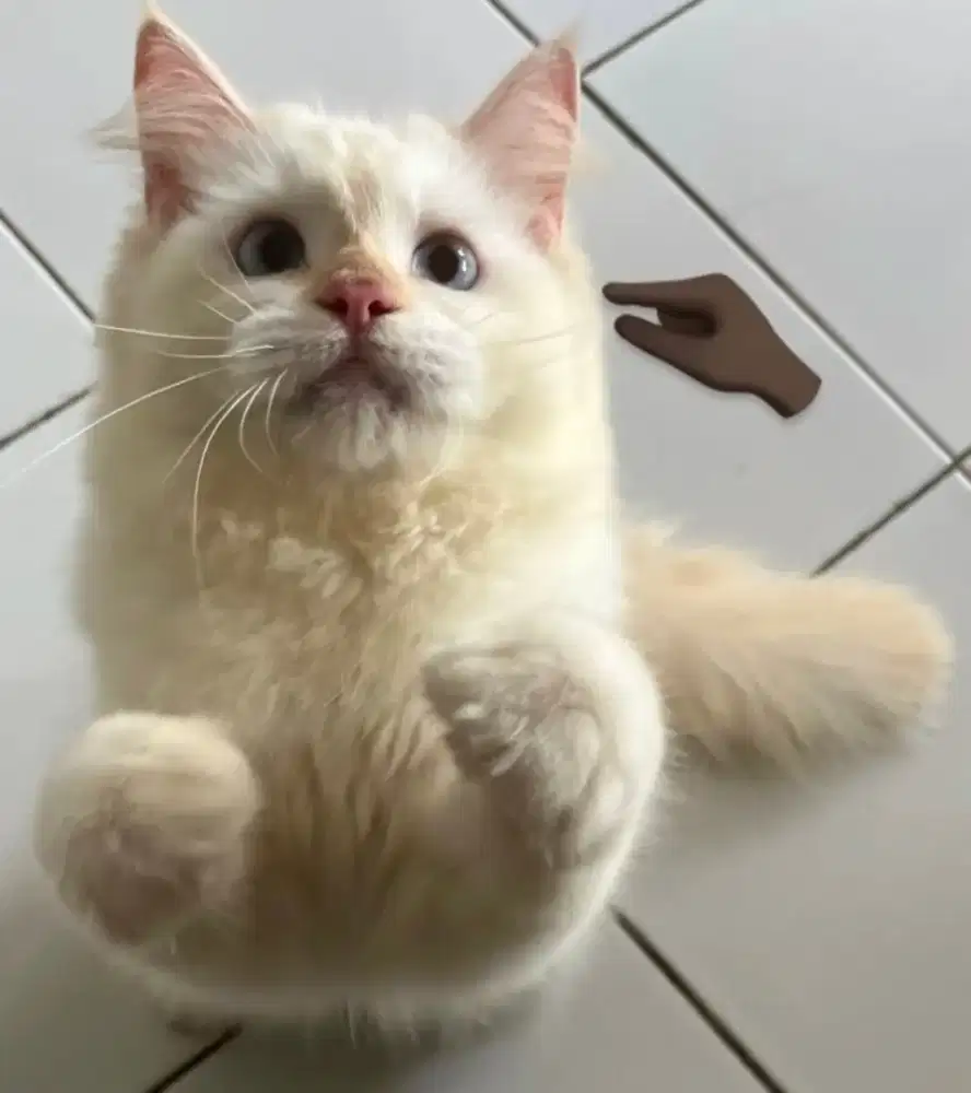 PERSIA PUTIH RED POINT SEHAT JINAK DAN NURUT MATA BIRU