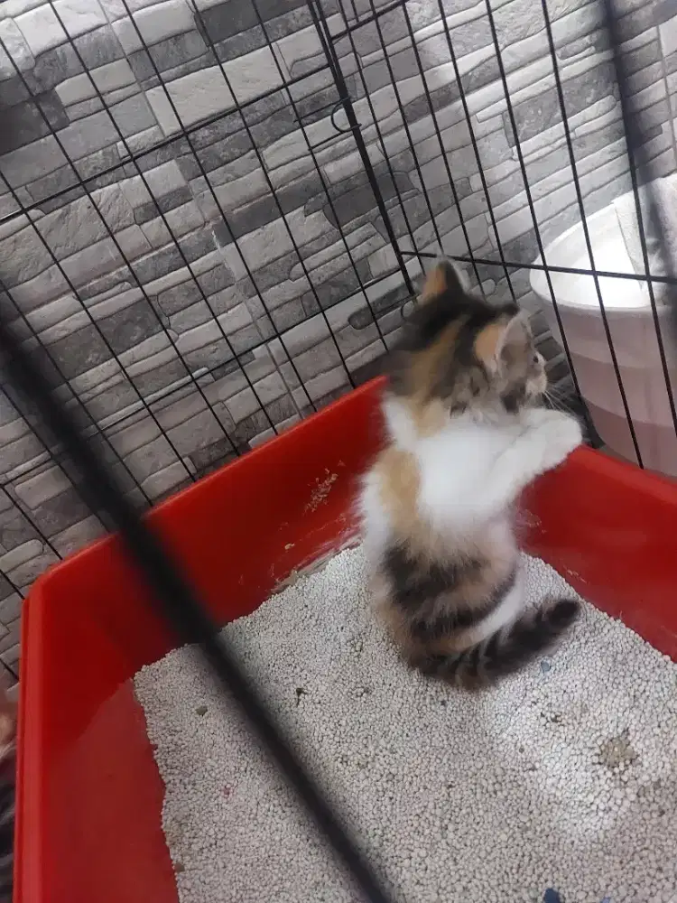 Free Adopsi Kitten