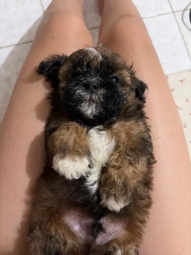 OPEN ADOPT SHIPOO