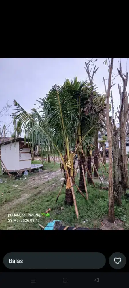 Pohon kelapa kuning