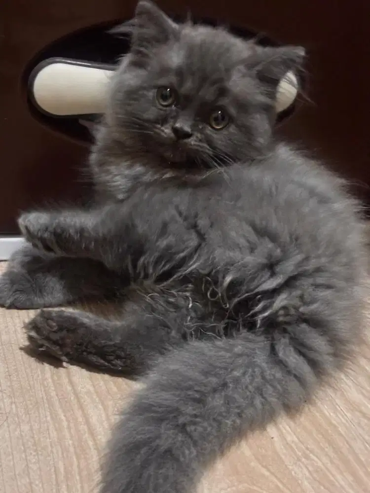 Persia flatnose mix himalaya Betina 2bln (BULU KAPAS gembul)