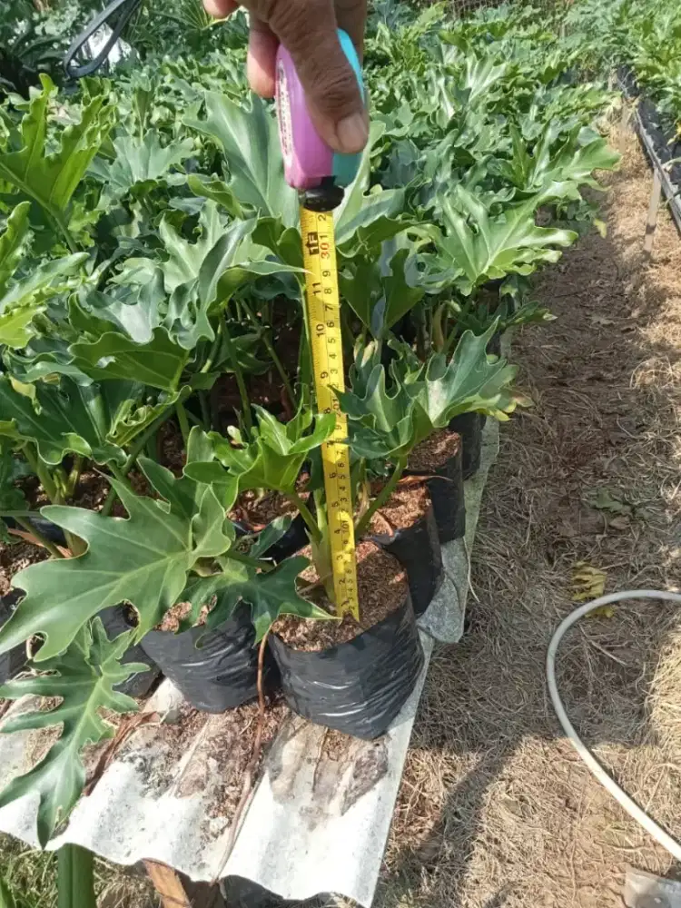Jual tanaman Philo jari