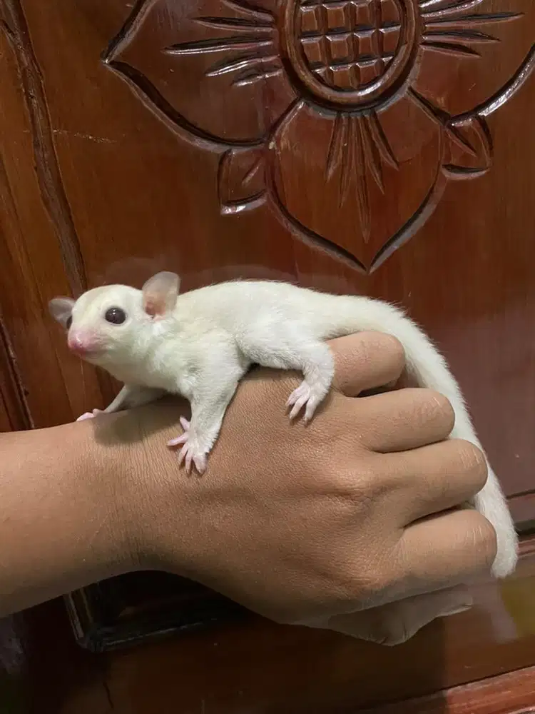 Sugar glider creamino