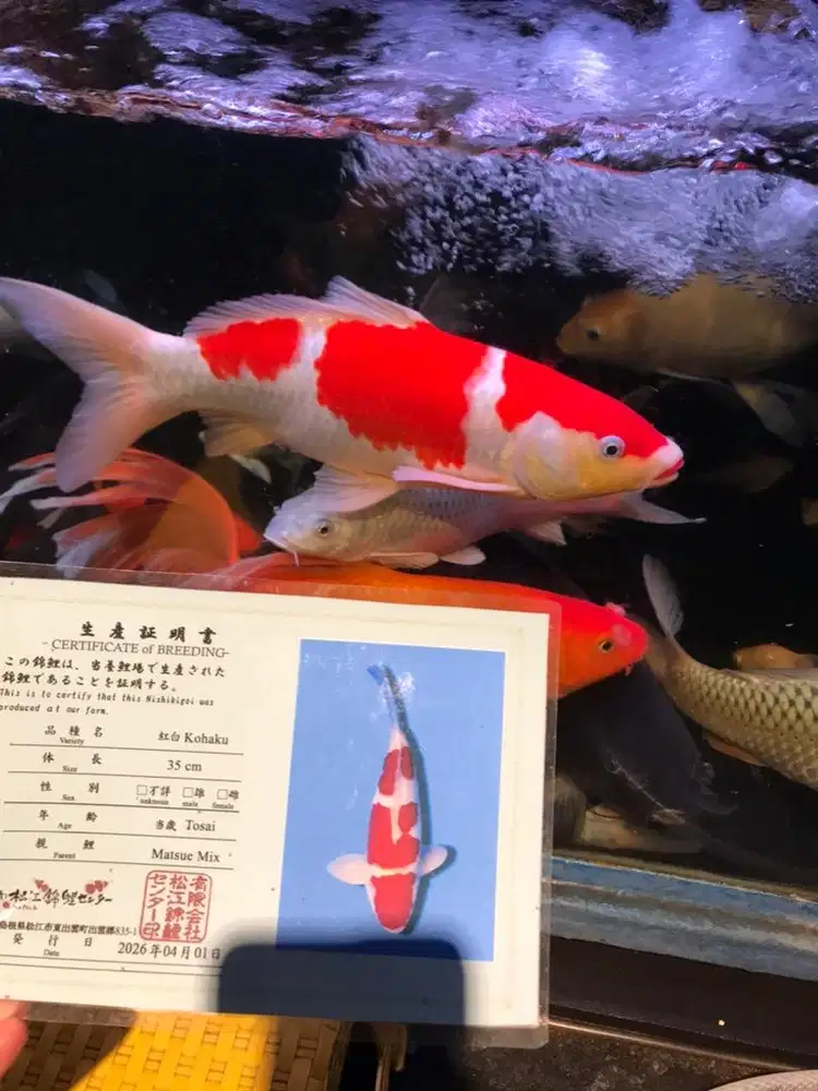 Ikan koi kohaku