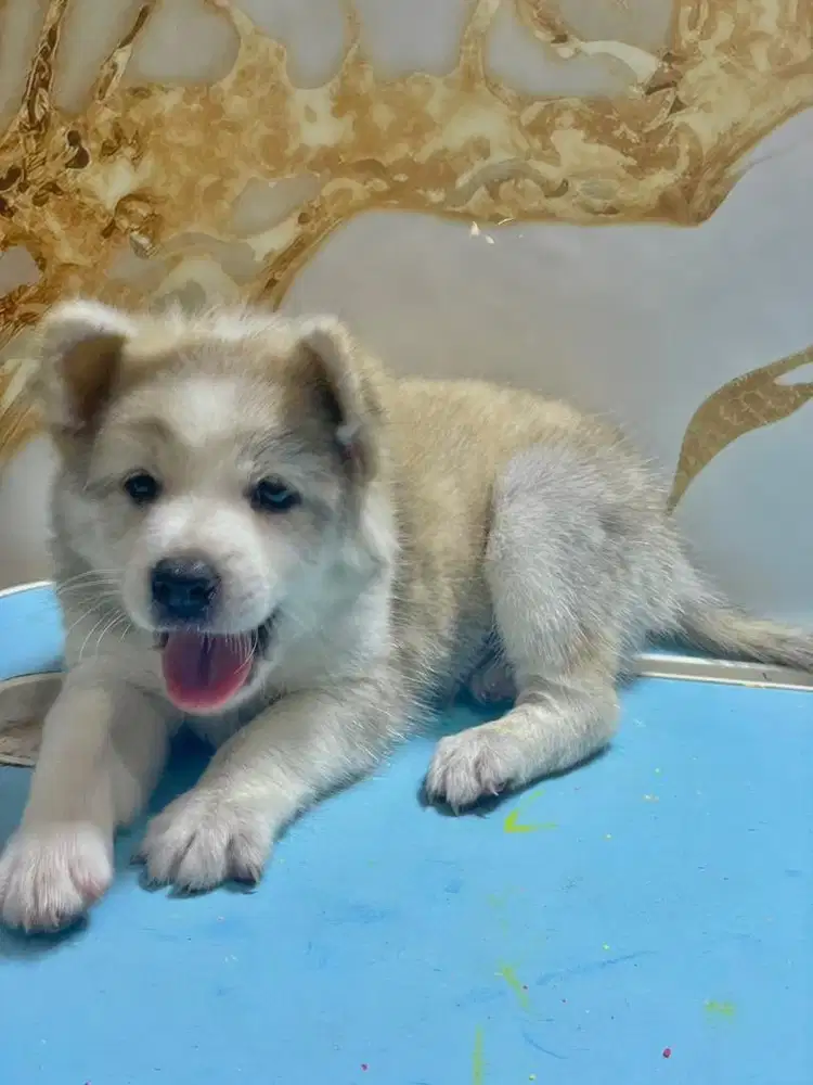 Husky jantan 1,5bulan