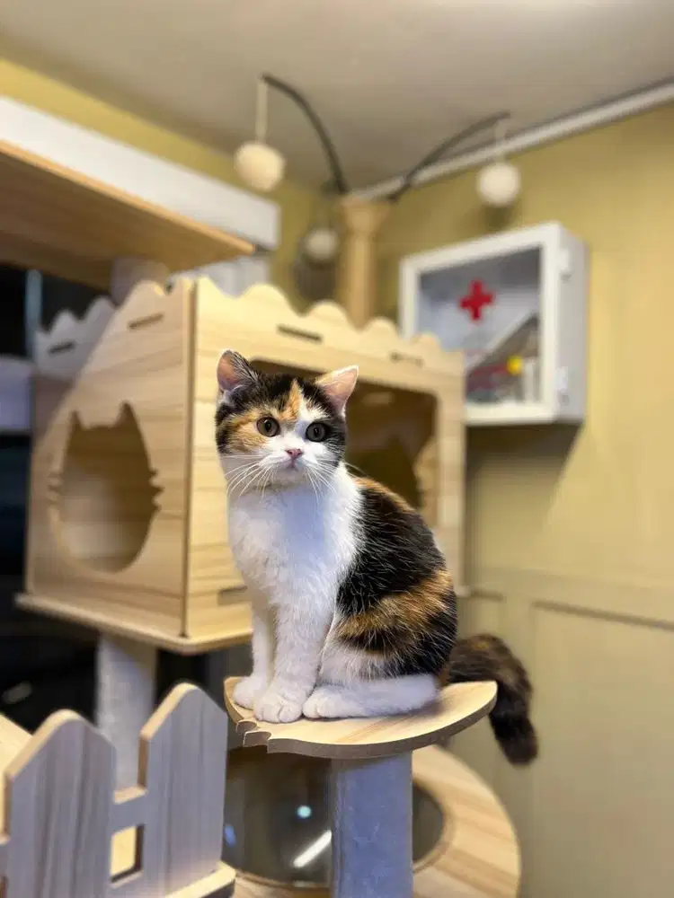 Kucing british shorthair calico