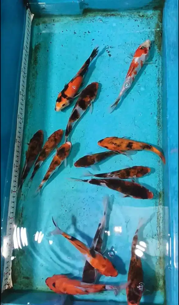Paket Koi Goromo & Showa 14 Ekor