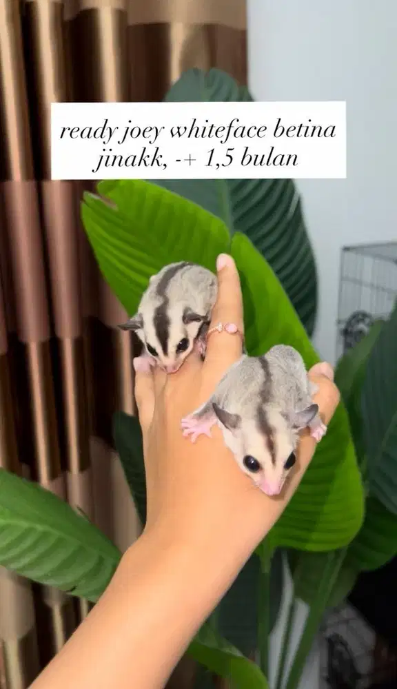 sugar glider whiteface