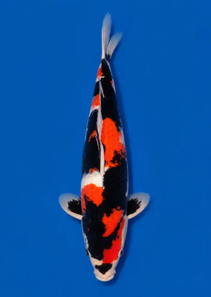 Koi Showa Super Quality