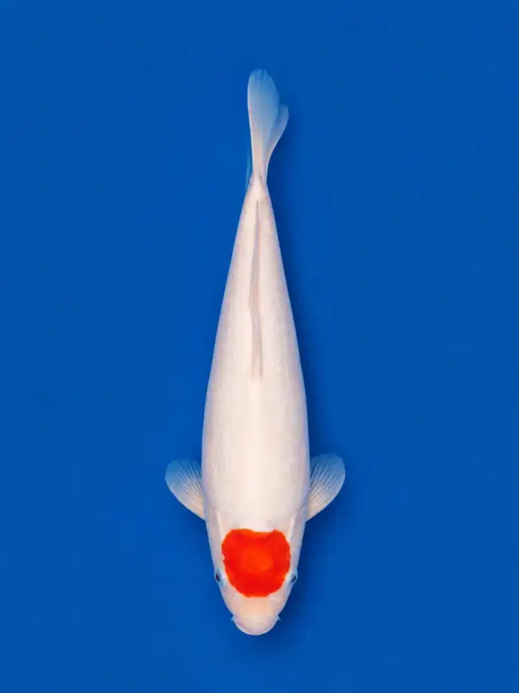 Koi Tancho Kohaku
