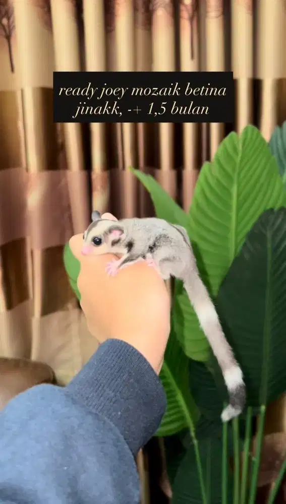 sugar glider mozaik
