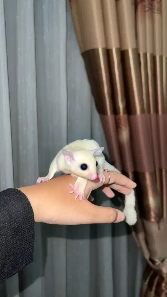 sugar glider leucistic
