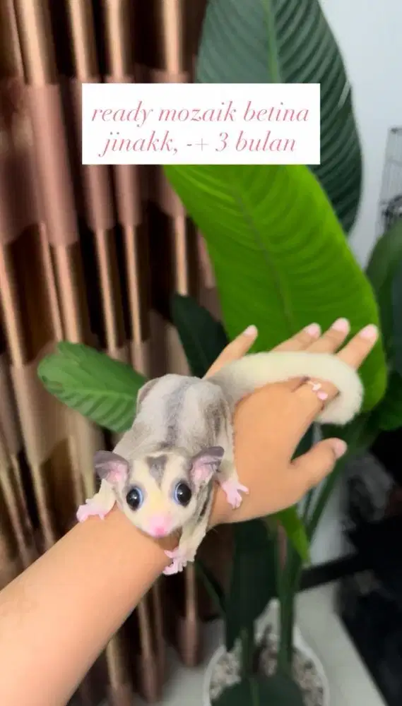 sugar glider mozaik