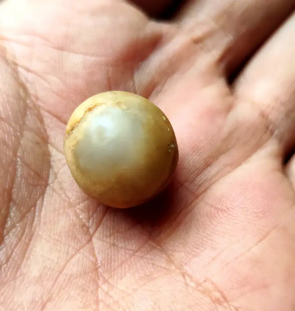 Mutiara purba usia jutaan tahun