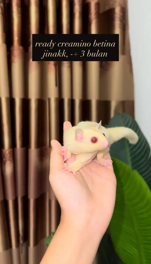 sugar glider creamino