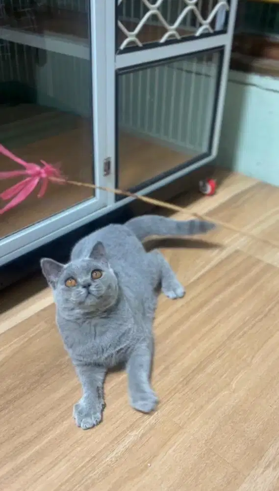 British Shorthair (BSH)