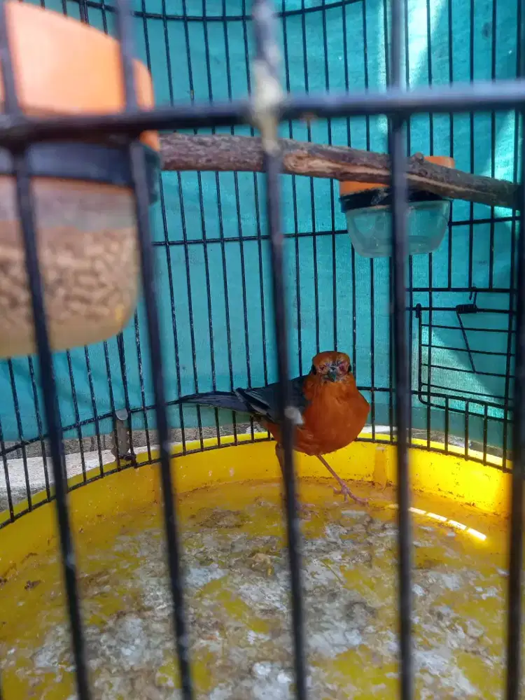 Burung Anis Merah MH