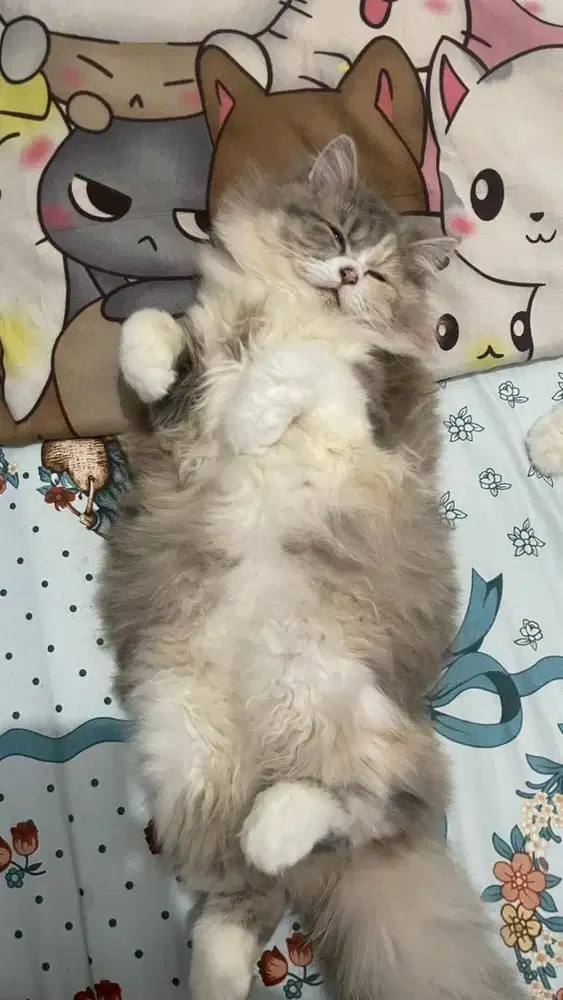 PERSIA BENTINA UMUR 6 BULAN