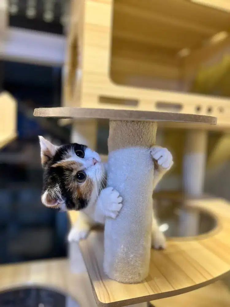 Kucing british shorthair calico