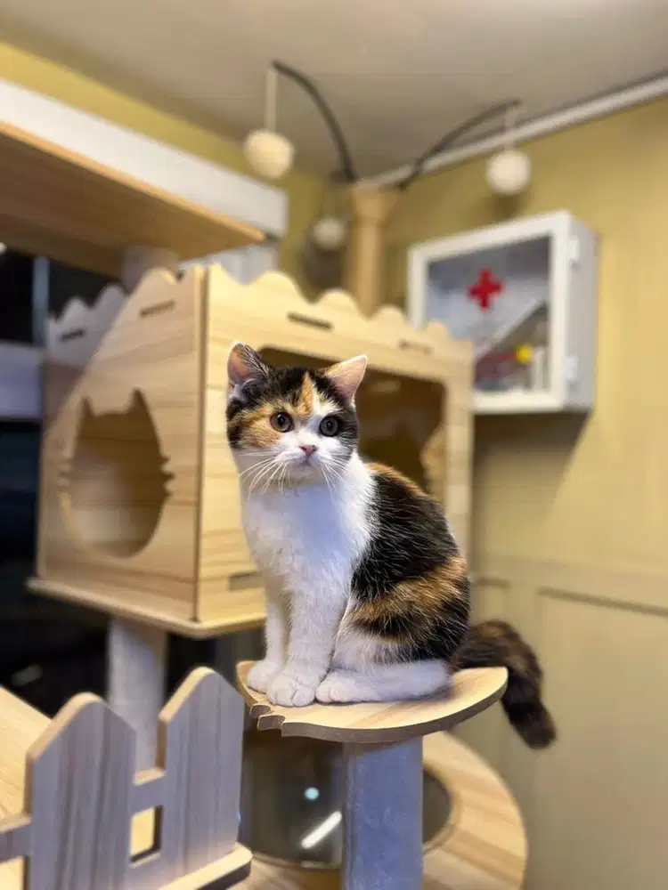 Kucing british shorthair calico