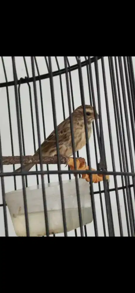 BURUNG BLACKTHROAT