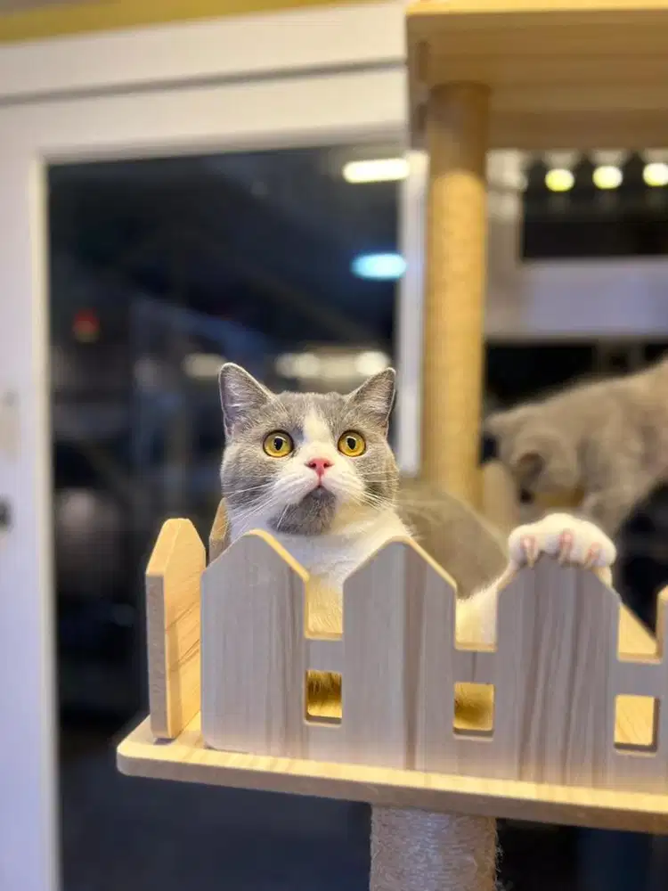 Kucing british shorthair bicolor blue