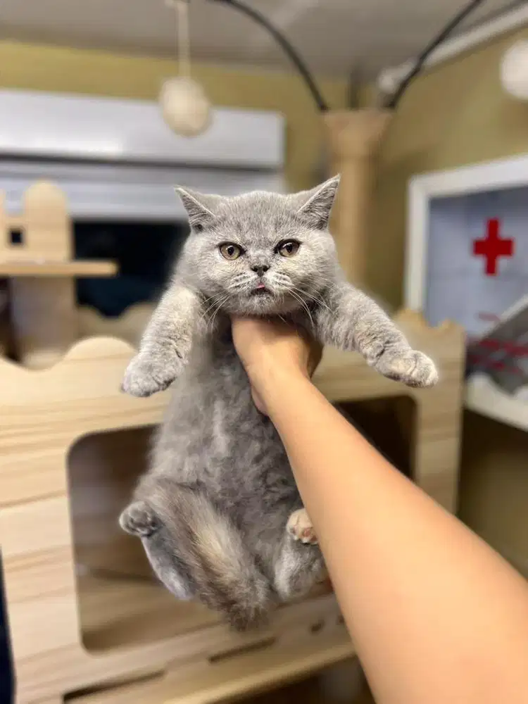 Kucing british shorthair blue tortie gembul