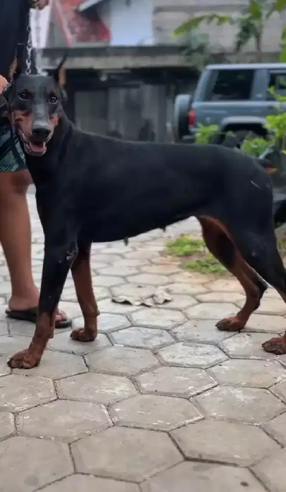 Borongan sepsang doberman ( bogor)