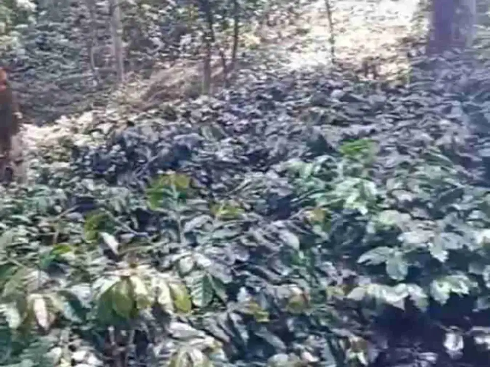 Kebun kopi murah jarang ada