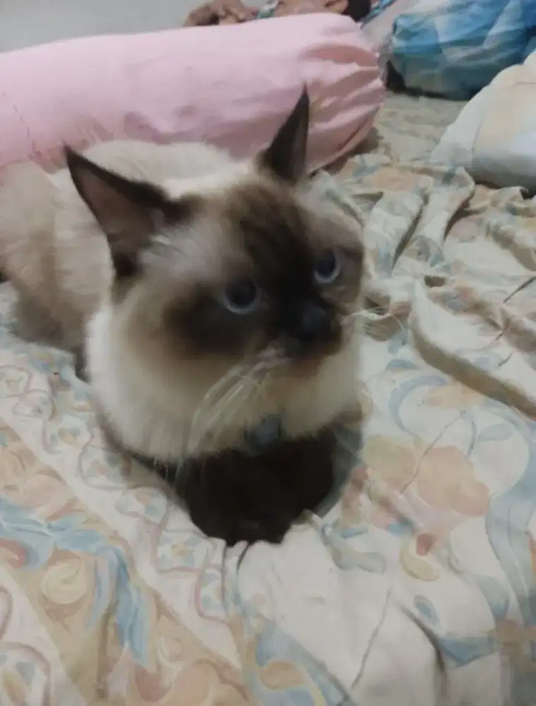 Kucing Himallaya Seal Point
