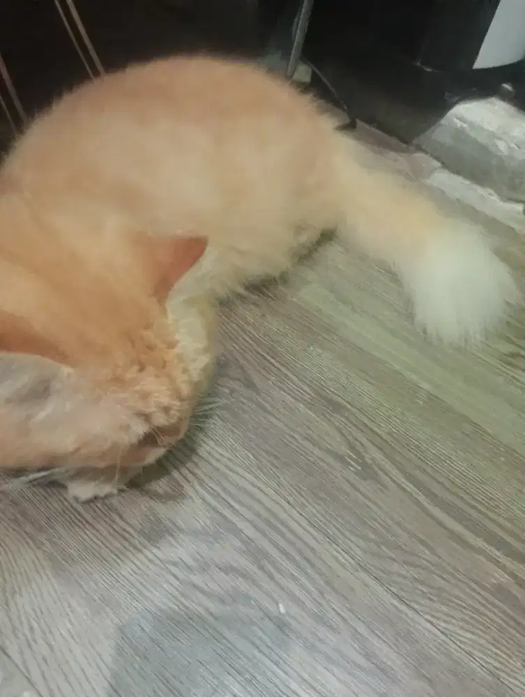 Kucing ras persia platnose